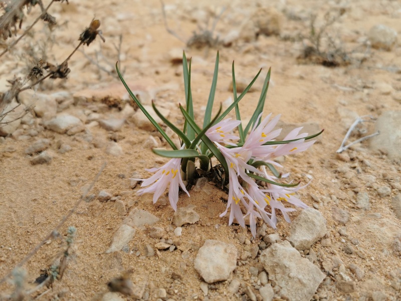 קובץ:2022-01-19T13 30 59.341182541467.jpg