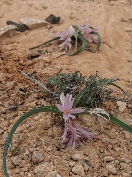 קובץ:2022-01-19T13 53 42.177464341570.jpg