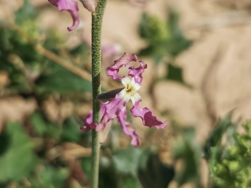 קובץ:2022-01-22T12 36 13.149869705001.jpg