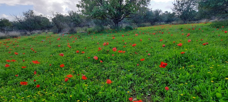 קובץ:2022-02-06T10 39 16.109915966793.jpg