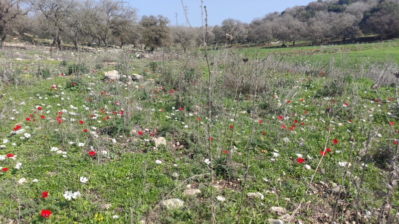 קובץ:2022-02-12T13 40 02.782240183202.jpg