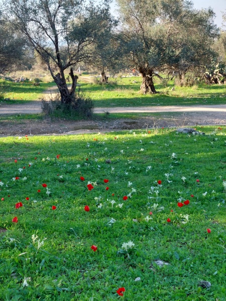 קובץ:2022-02-12T15 44 49.830239932132.jpg