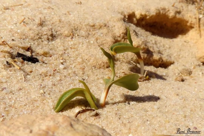 קובץ:2022-02-13T16 49 51.295516293086.jpg