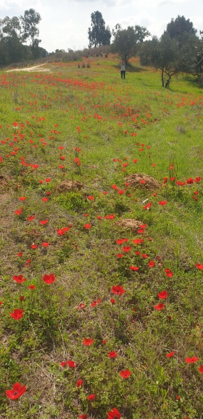 קובץ:2022-02-16T12 49 37.289998885786.jpg