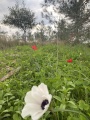 תמונה ממוזערת לגרסה מתאריך 19:54, 18 בפברואר 2022