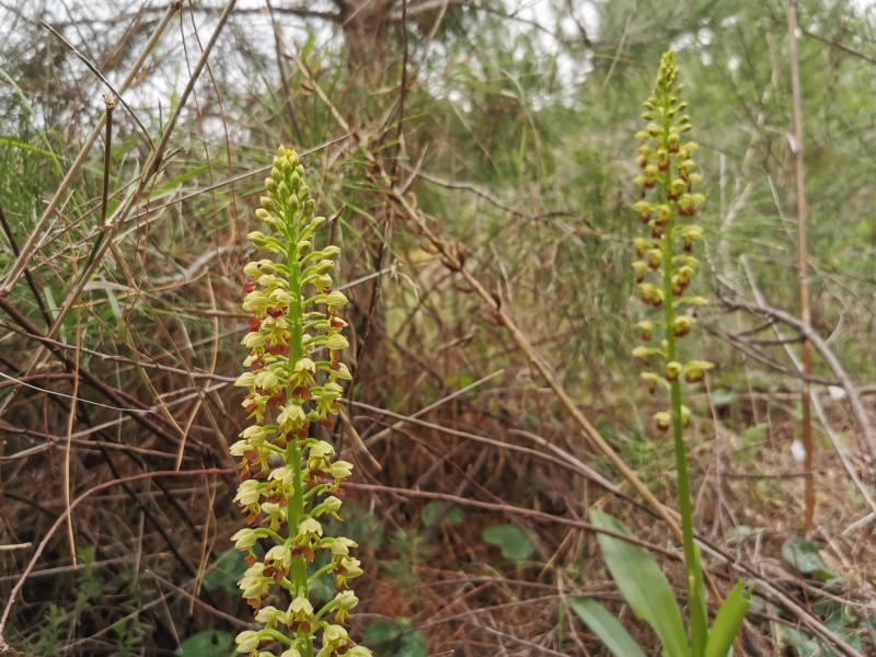 קובץ:2022-02-19T08 07 43.335237285819.jpg