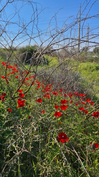 קובץ:2022-02-19T18 38 21.689285540291.jpg