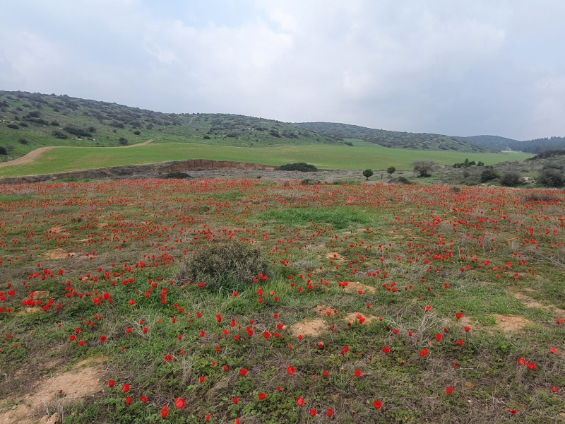 קובץ:2022-02-20T13 52 13.04850930014.jpg