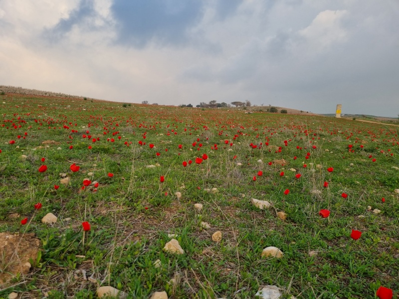 קובץ:2022-02-20T16 43 27.292109943300.jpg