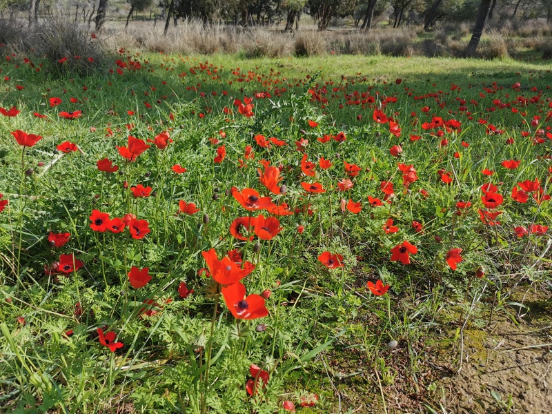 קובץ:2022-02-21T10 01 52.636804830538.jpg