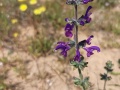 תמונה ממוזערת לגרסה מתאריך 10:44, 21 בפברואר 2022