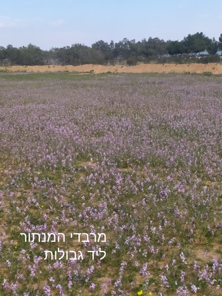 קובץ:2022-02-28T07 24 55.17389626431.jpg