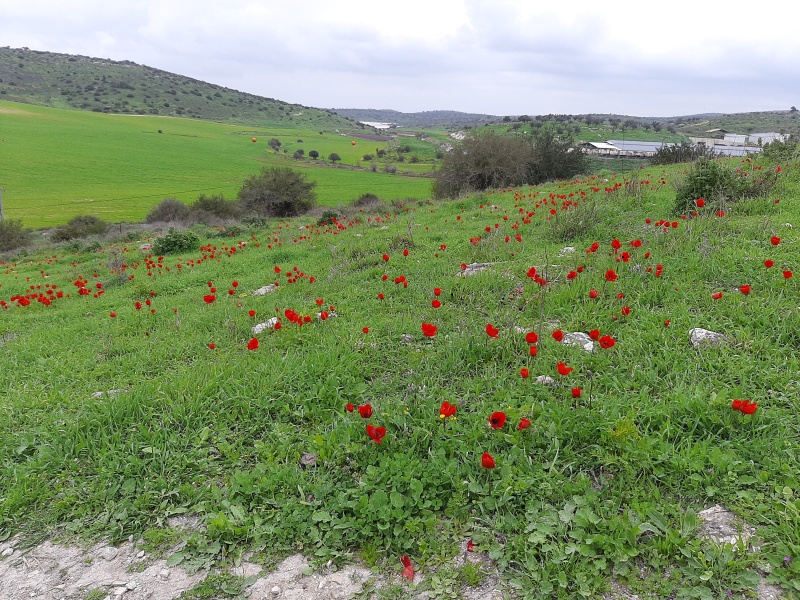 קובץ:2022-03-04T13 50 40.152063870110.jpg