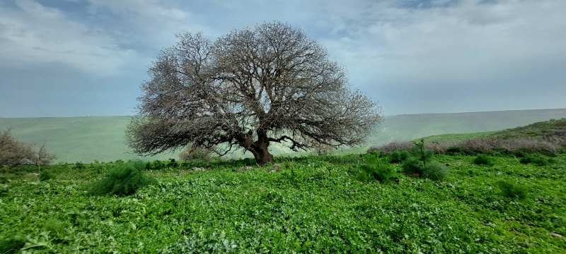 קובץ:2022-03-06T10 19 09.409036280055.jpg