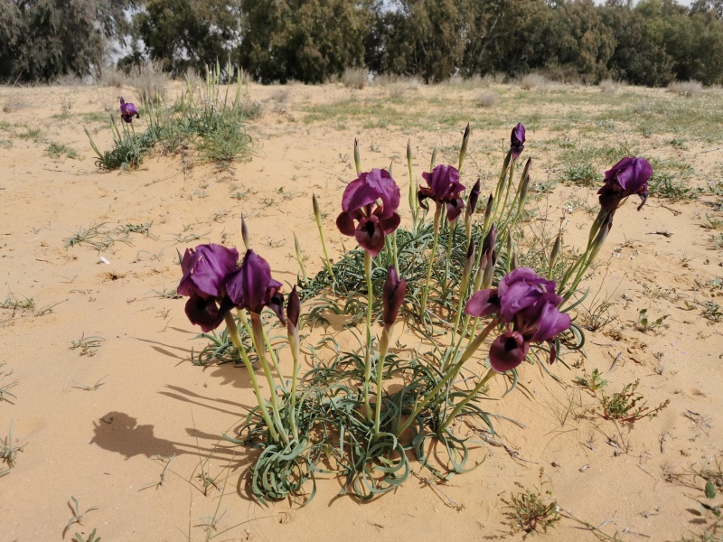 קובץ:2022-03-07T10 40 58.050131451736.jpg