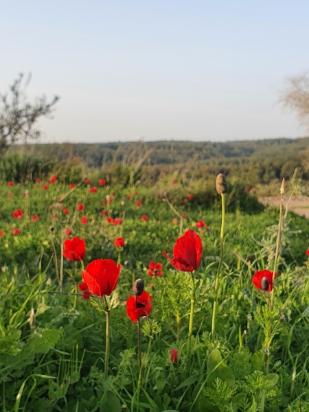 קובץ:2022-03-12T12 15 21.0600625202.jpg