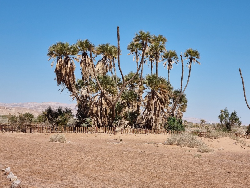 קובץ:2022-03-16T10 26 23.459370672677.jpg