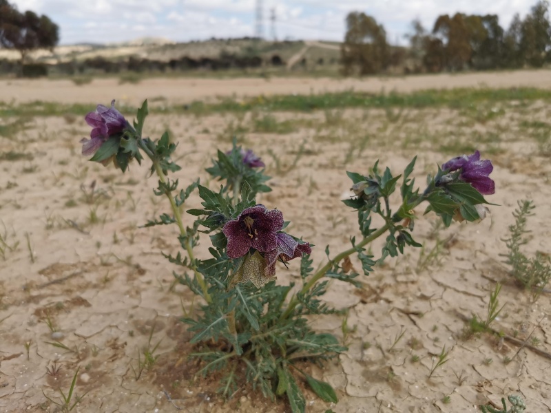 קובץ:2022-03-16T13 18 49.329231571262.jpg