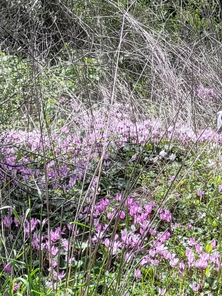 קובץ:2022-03-17T11 41 03.438921750749.jpg