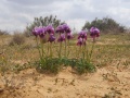 תמונה ממוזערת לגרסה מתאריך 13:51, 19 במרץ 2022