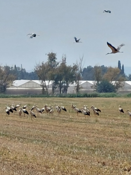 קובץ:2022-03-31T12 34 20.137888124032.jpg