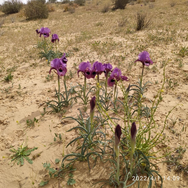 קובץ:2022-04-01T14 10 01.90345361599.jpg