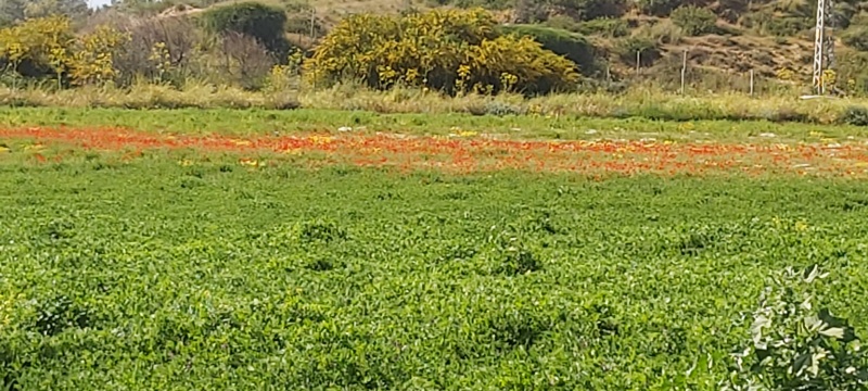 קובץ:2022-04-09T15 35 32.886574487317.jpg