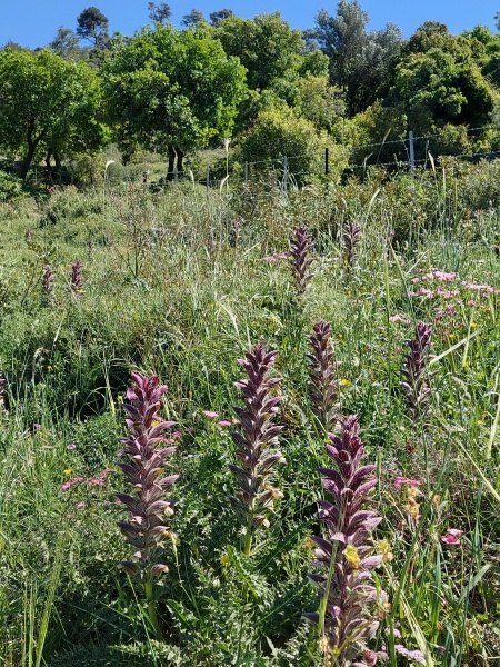 קובץ:2022-04-14T14 56 20.371728512534.jpg