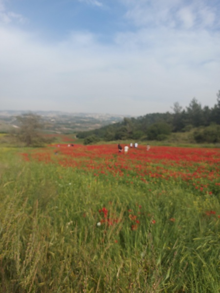 קובץ:2022-04-22T16 35 48.243944903130.jpg