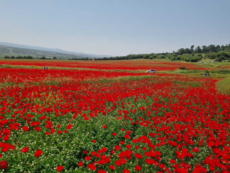 קובץ:2022-04-23T18 19 33.056722942648.jpg