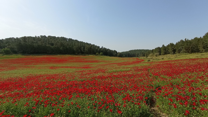 קובץ:2022-04-27 09.13.37.jpg