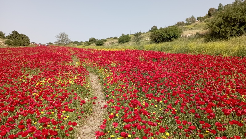 קובץ:2022-04-27 09.17.57.jpg