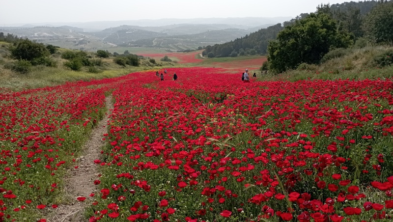 קובץ:2022-04-27 09.22.13.jpg