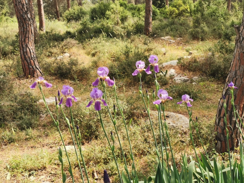 קובץ:2022-05-01T10 04 08.997675371321.jpg