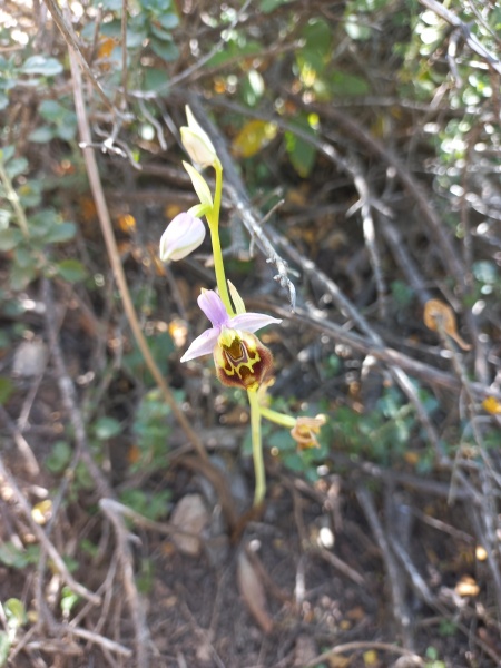 קובץ:2022-05-07T17 53 47.417237763857.jpg