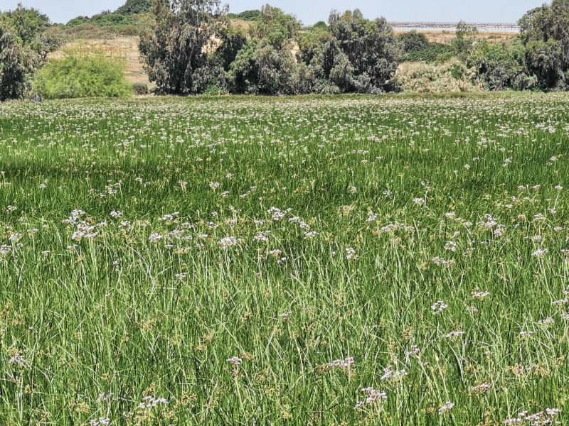 קובץ:2022-05-09T10 27 32.632284938255.jpg