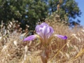 תמונה ממוזערת לגרסה מתאריך 10:50, 10 במאי 2022