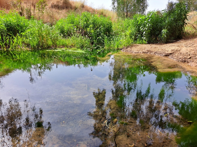 קובץ:2022-05-13T09 24 28.094674353907.jpg