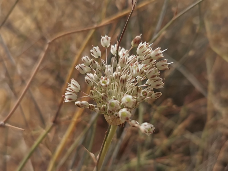 קובץ:2022-05-14T09 17 03.704868936951.jpg