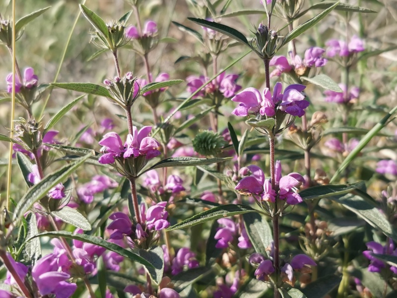 קובץ:2022-05-17T16 51 40.665650247473.jpg