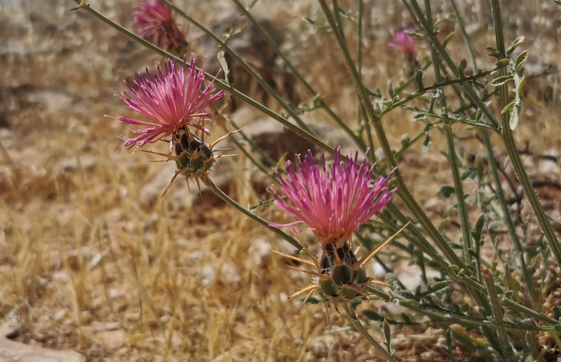 קובץ:2022-05-19T14 50 27.739178244095.jpg