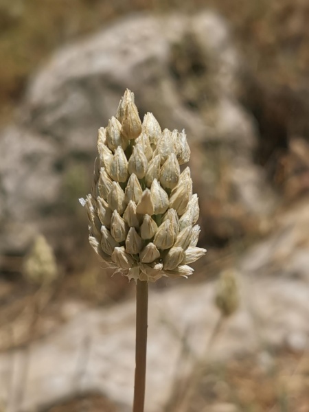 קובץ:2022-06-01T12 53 15.224758390072.jpg