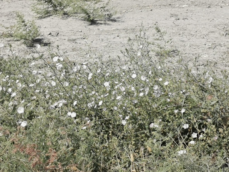 קובץ:2022-06-18T09 54 44.398138304978.jpg