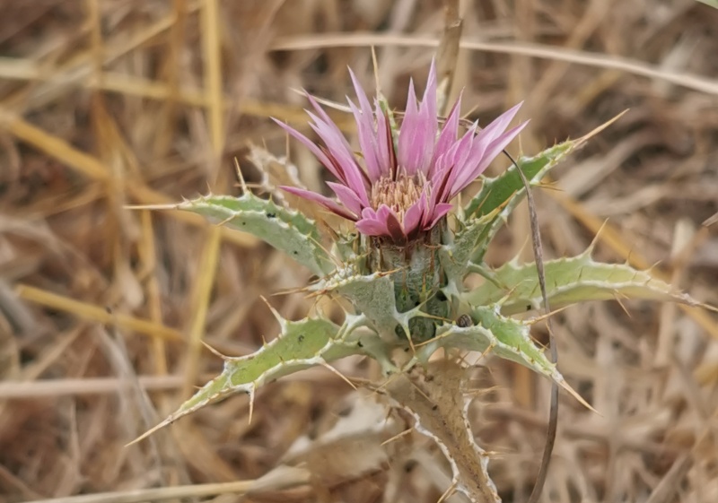 קובץ:2022-06-22T11 18 52.858181237524.jpg