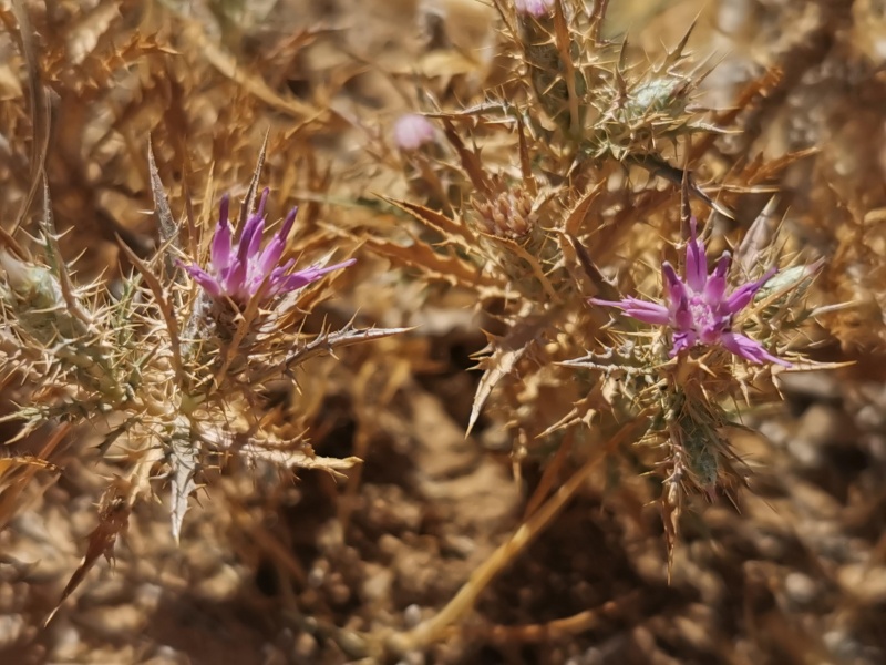 קובץ:2022-06-25T11 50 15.498900406898.jpg