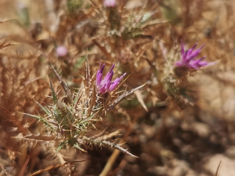 קובץ:2022-06-25T11 50 21.501421317642.jpg