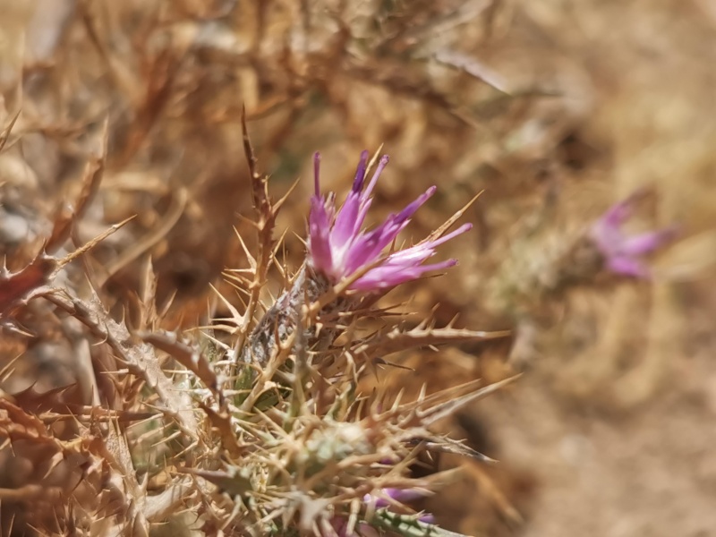 קובץ:2022-06-25T11 50 27.612612835530.jpg