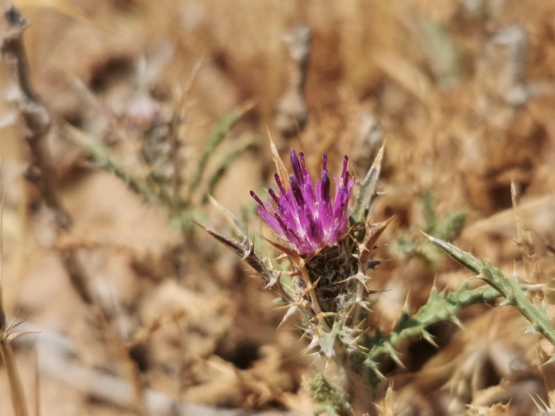 קובץ:2022-06-25T11 50 59.453391166824.jpg