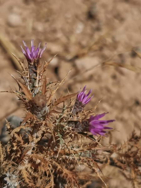 קובץ:2022-06-25T12 04 13.258686140096.jpg