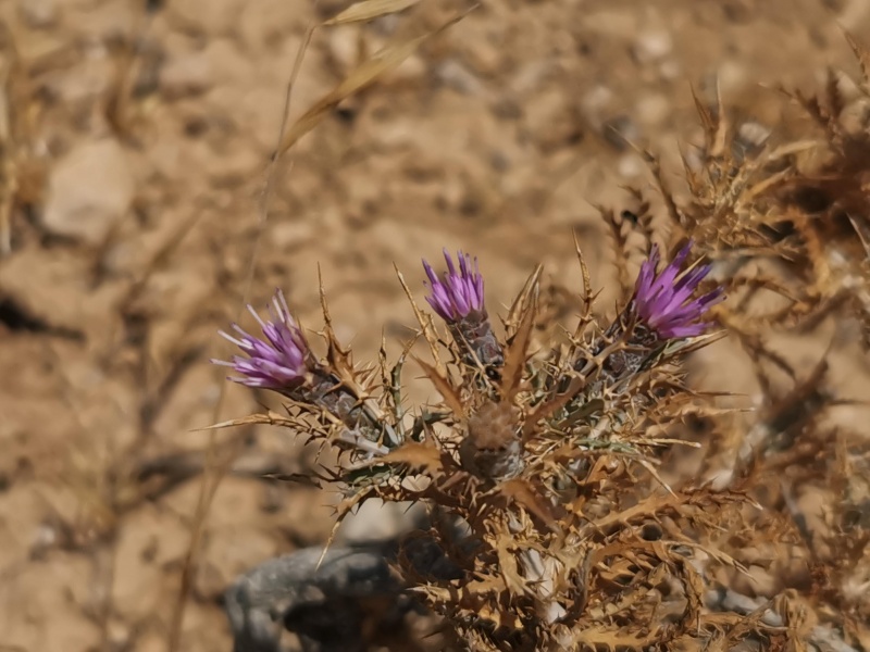 קובץ:2022-06-25T12 04 21.701403783007.jpg